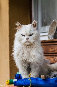 Grumpy cat  